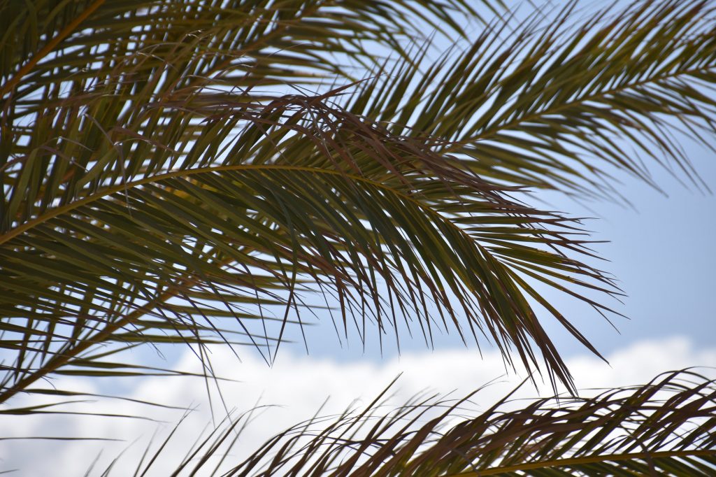 Palmwedel im Garten