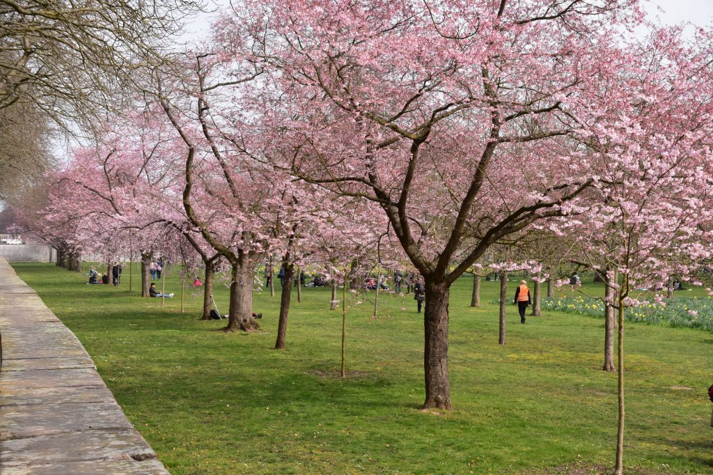 Kirschblüte Schlossgarten Schwetzingen im März 2019