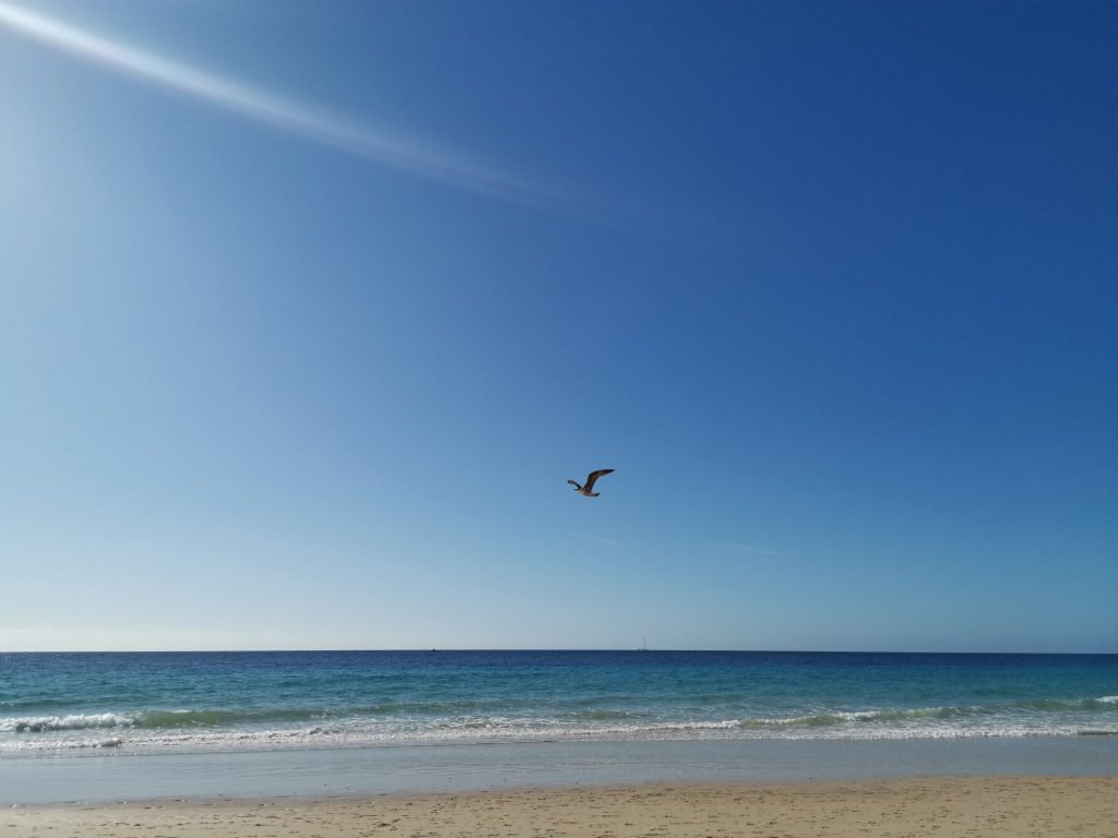 Playa de Jandia: Strand, Sand und Mee(h)r - Möwe im Flug