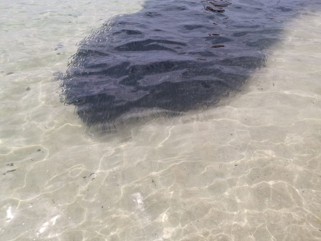 Playa de Jandia: Strand, Sand und Mee(h)r - Fischschwarm in Ufernähe
